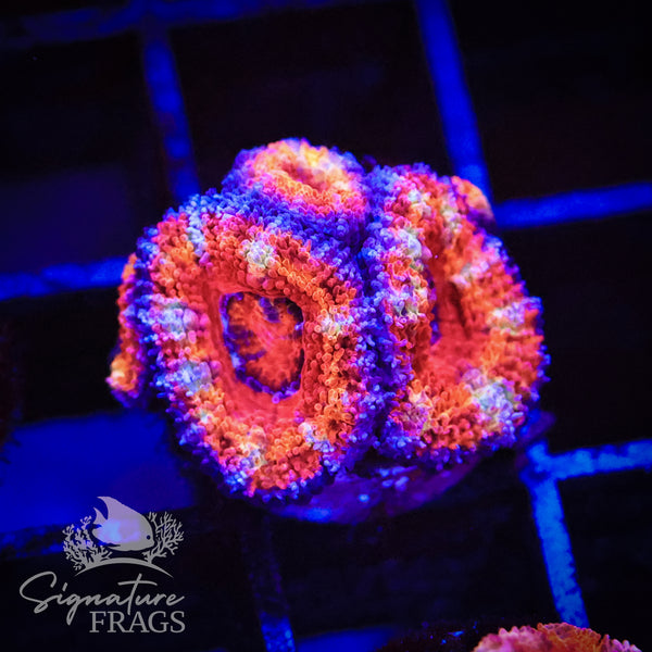 Rainbow Micromussa Lord (Acan Lord)