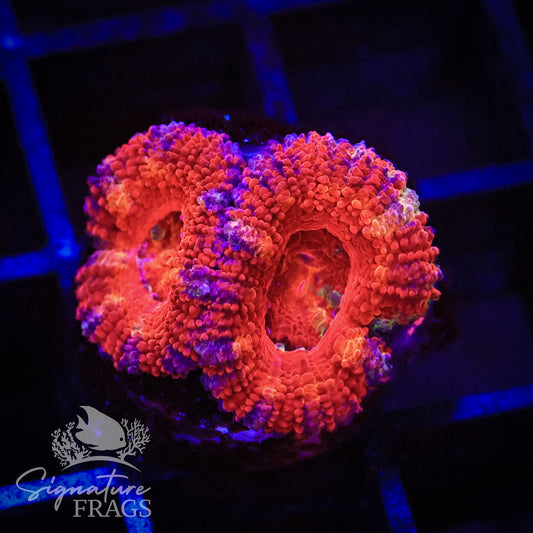 Grafitti Rainbow Micromussa Lord (Acan Lord)