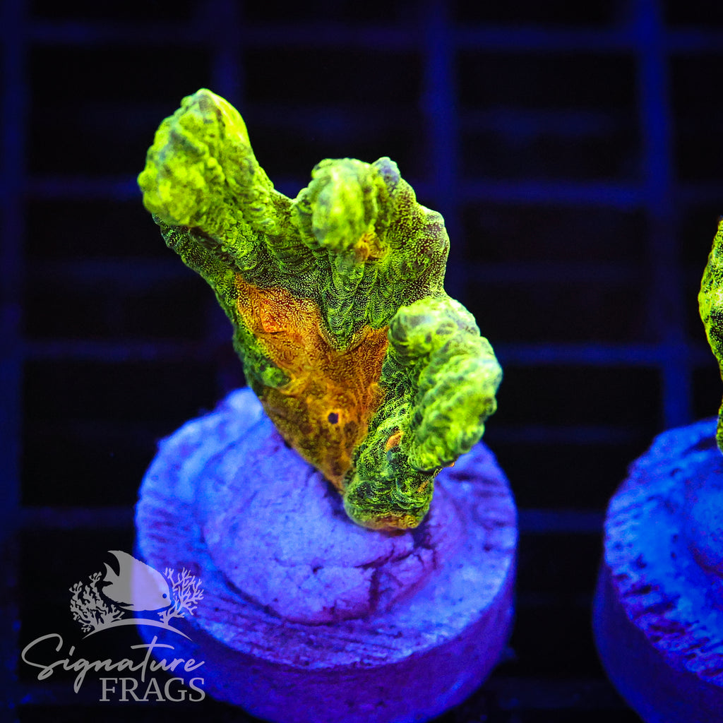 Space Invader Pectinia