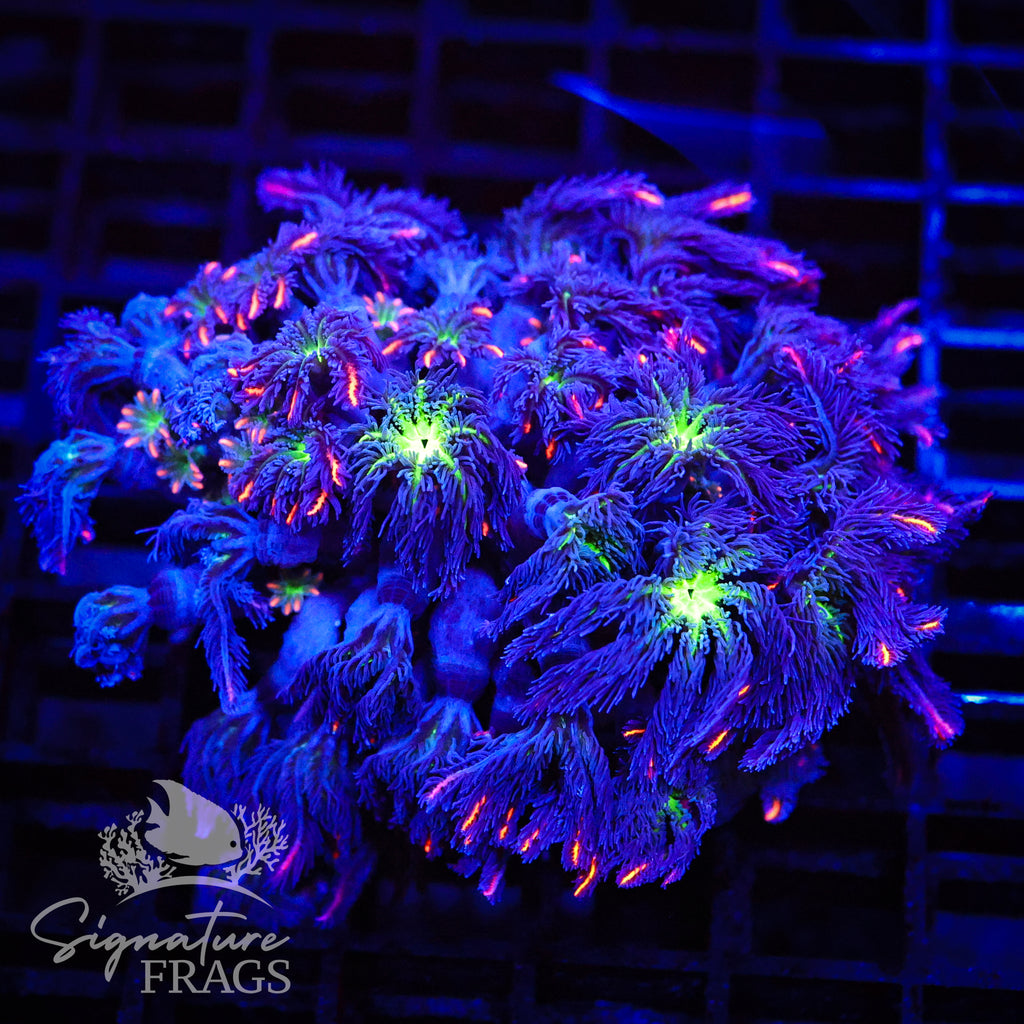 Fireworks Clove Polyps
