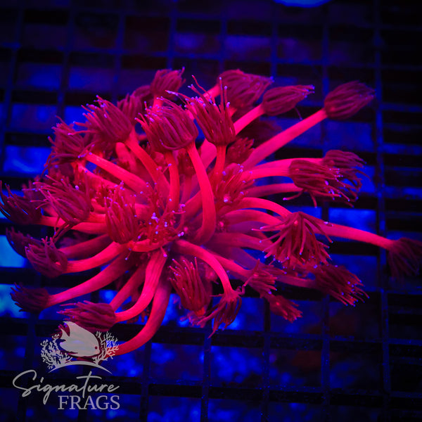 Red Goniopora