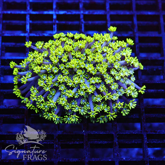 Green Lash Alveopora