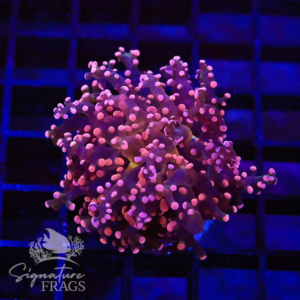 Pink Orange Frogspawn