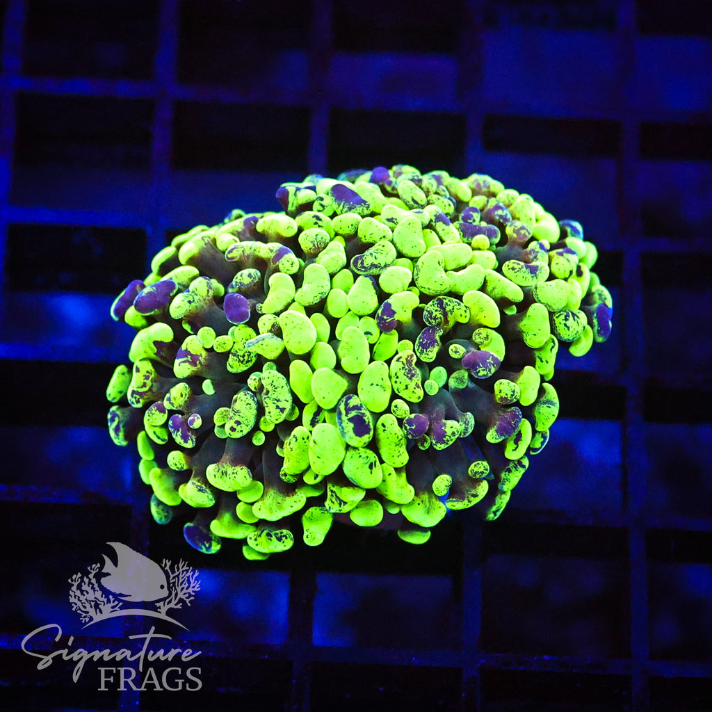 Splatter Hammer