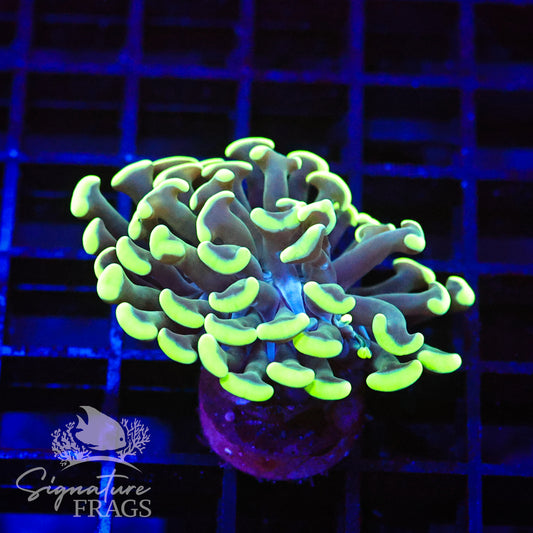 Green Tip Teal Stem Hammer