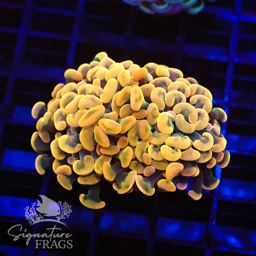 Gold Tip Green Stem Hammer