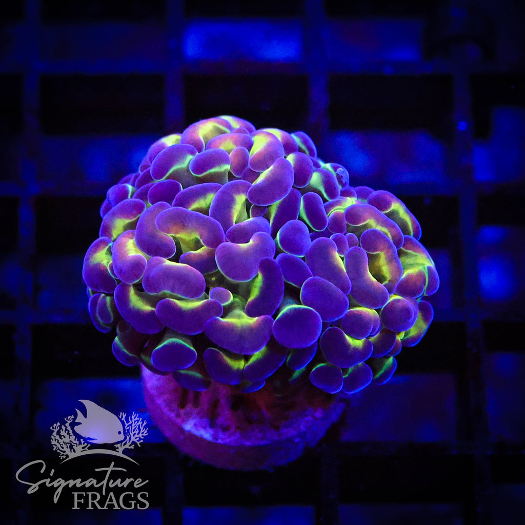 Purple Tip Green Stem Hammer