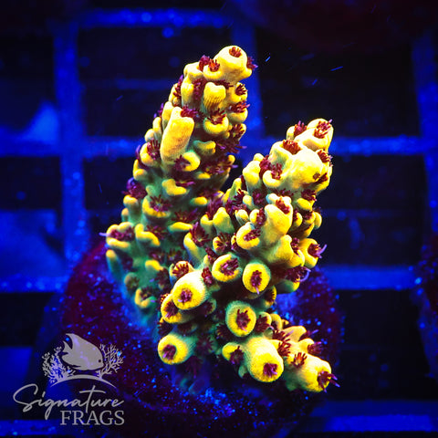 Super Yellow Pikachu