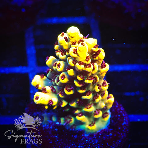 Super Yellow Pikachu