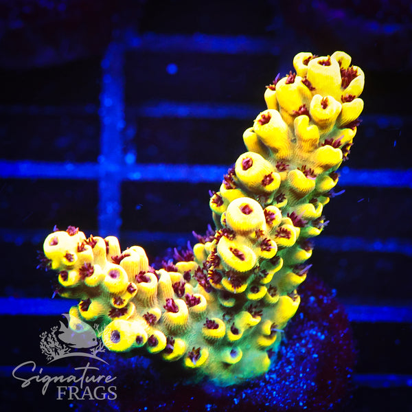 Super Yellow Pikachu