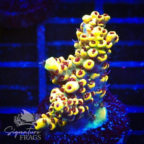 Super Yellow Pikachu