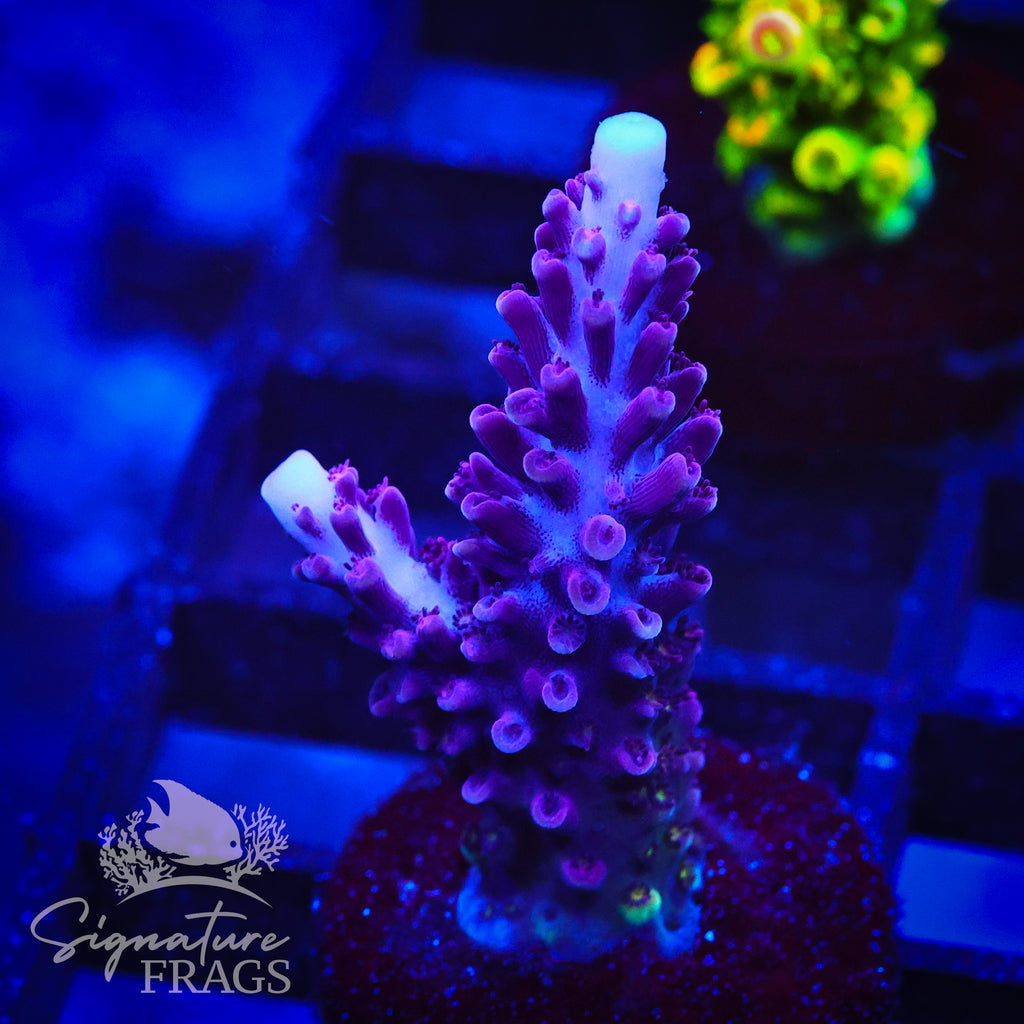 Purple Staghorn