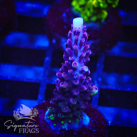 Purple Staghorn