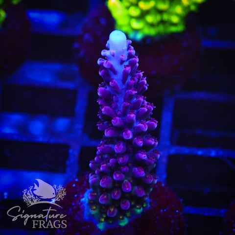 Purple Staghorn