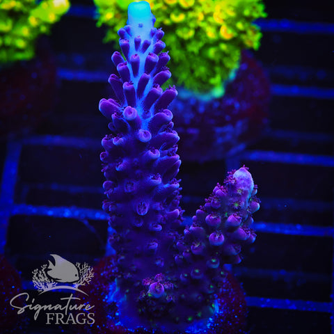 Purple Staghorn
