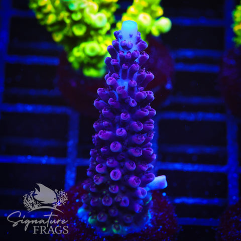 Purple Staghorn