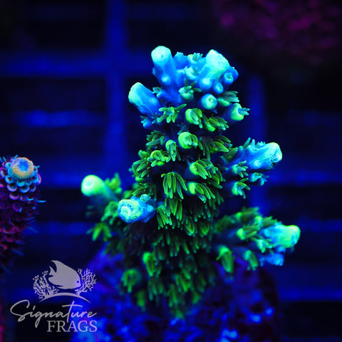 Neon Corallite Navy Horrida