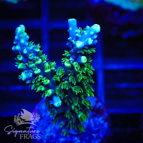 Neon Corallite Navy Horrida