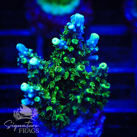 Neon Corallite Navy Horrida