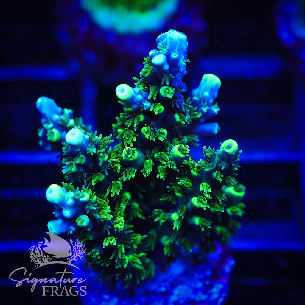 Neon Corallite Navy Horrida