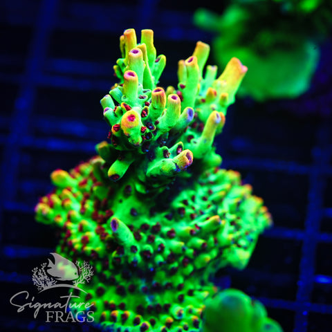 Strawberry Shortcake