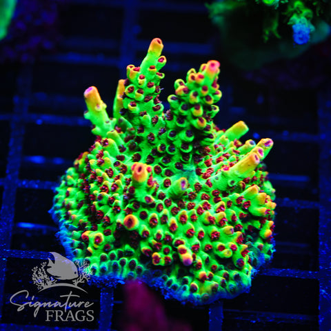 Strawberry Shortcake