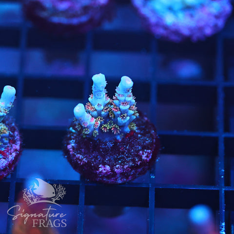 Rainbow Polyp Tenuis