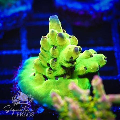 Deep Rainbow Granulosa