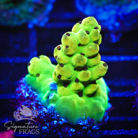 Deep Rainbow Granulosa