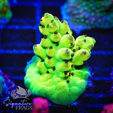 Deep Rainbow Granulosa