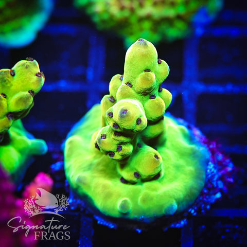 Deep Rainbow Granulosa