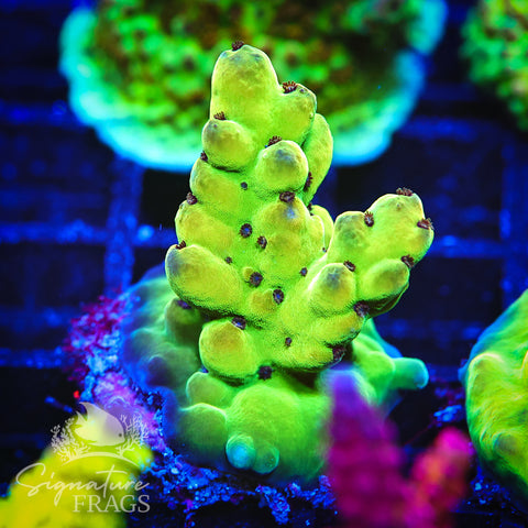 Deep Rainbow Granulosa