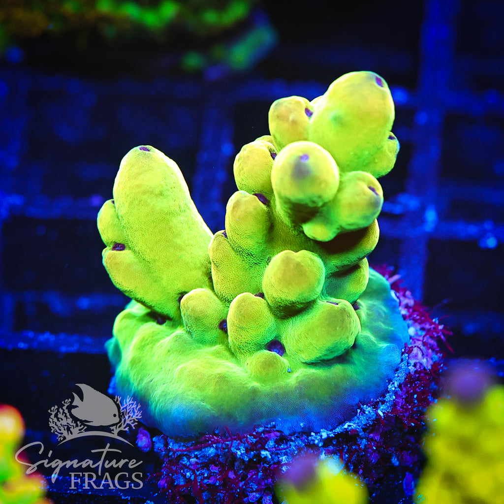 Deep Rainbow Granulosa