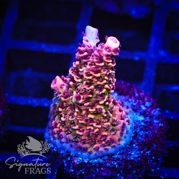 Rainbow Glitter Milli