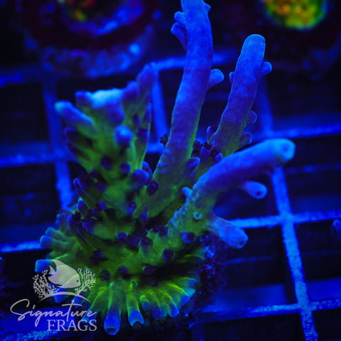 Purple & Blue Austera