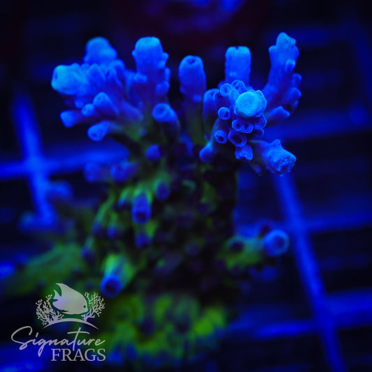 Purple & Blue Austera