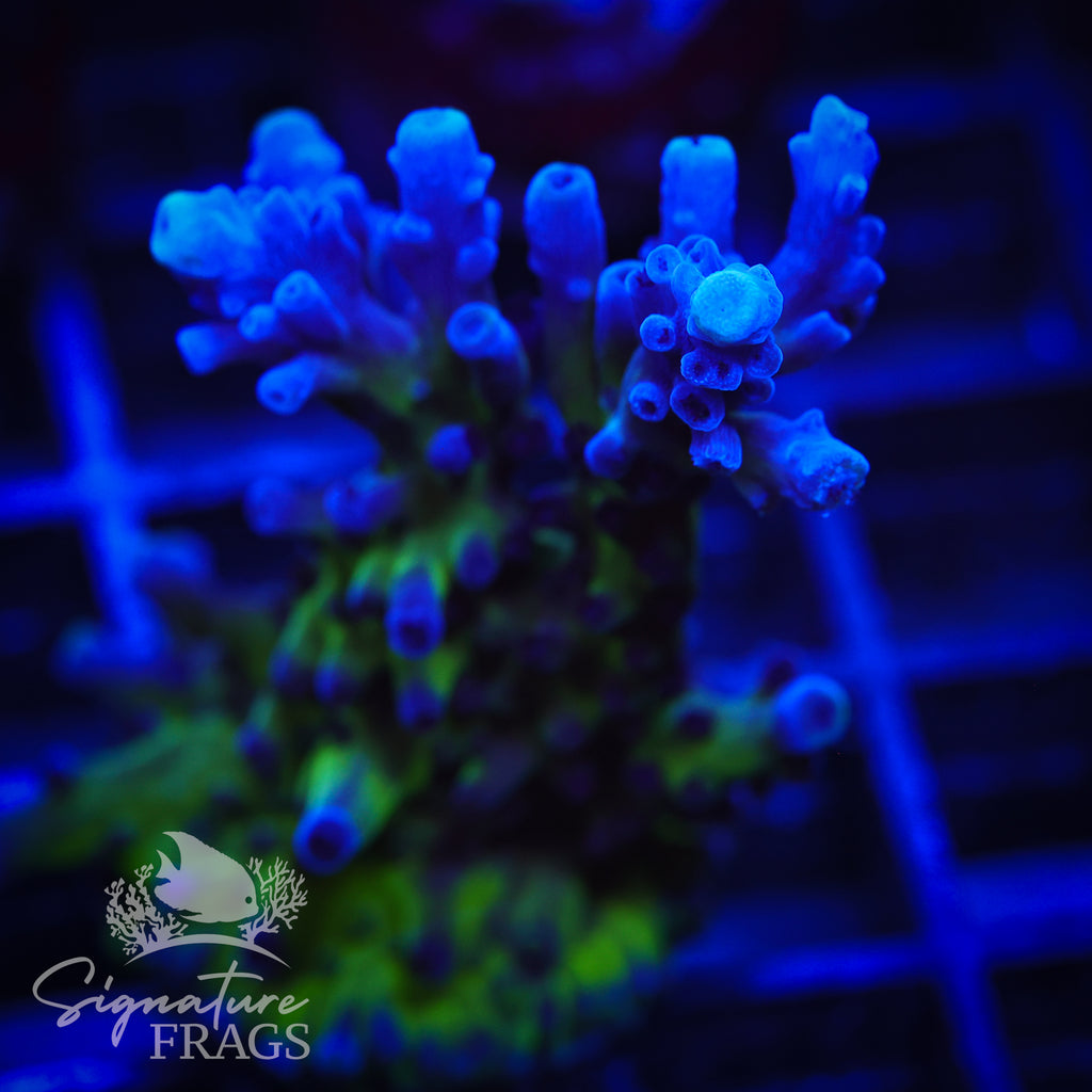 Purple & Blue Austera