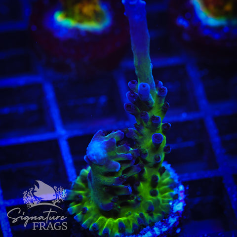 Purple & Blue Austera