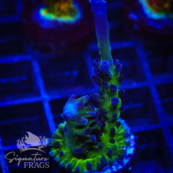 Purple & Blue Austera