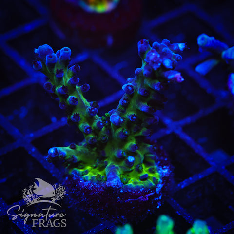 Purple & Blue Austera