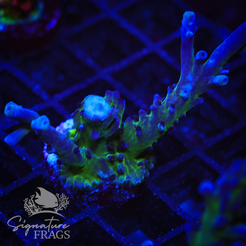 Purple & Blue Austera