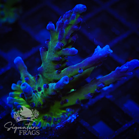 Purple & Blue Austera