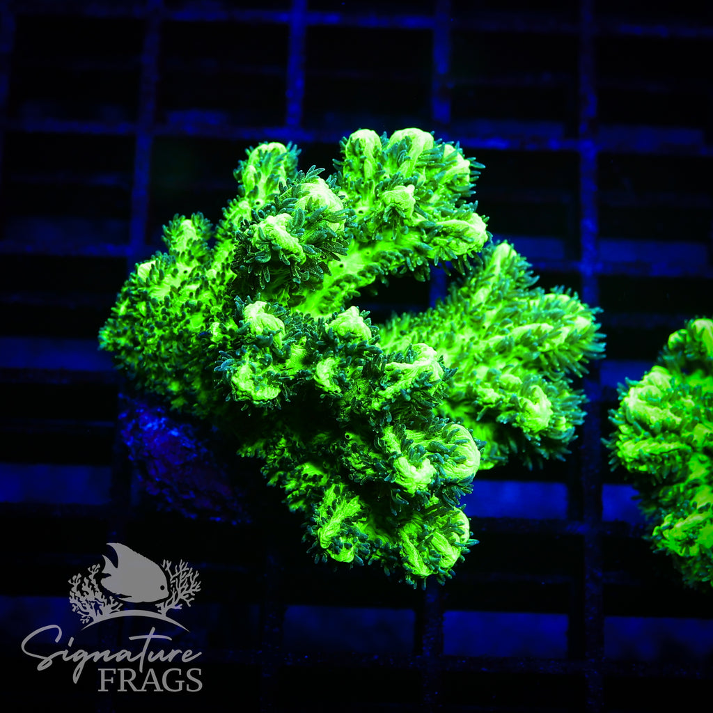 Branching Hydnophora