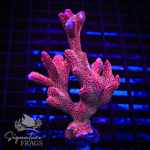 Midas Pink Digitata