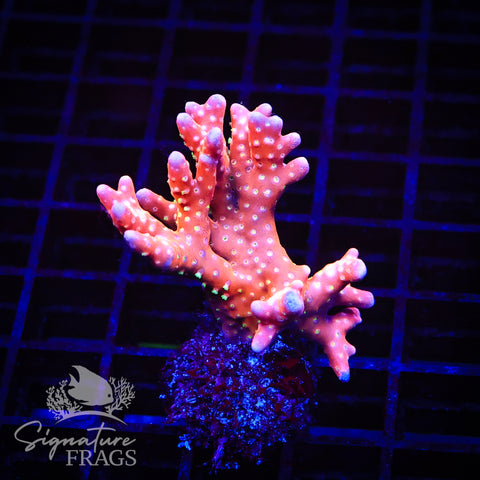 Tropicana Anacropora