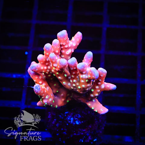 Tropicana Anacropora