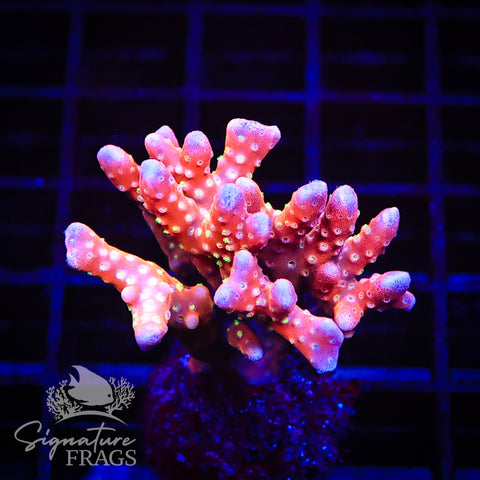 Tropicana Anacropora