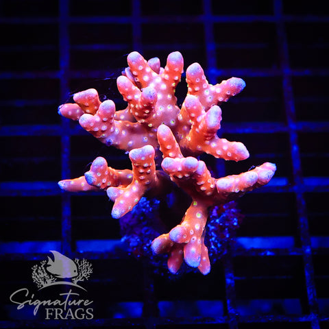 Tropicana Anacropora