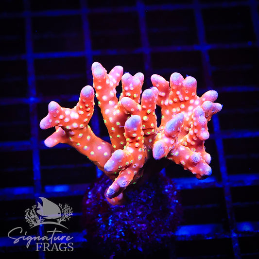 Tropicana Anacropora