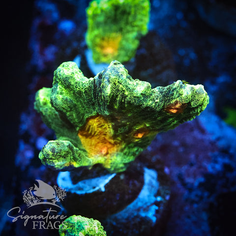 Space Invader Pectinia